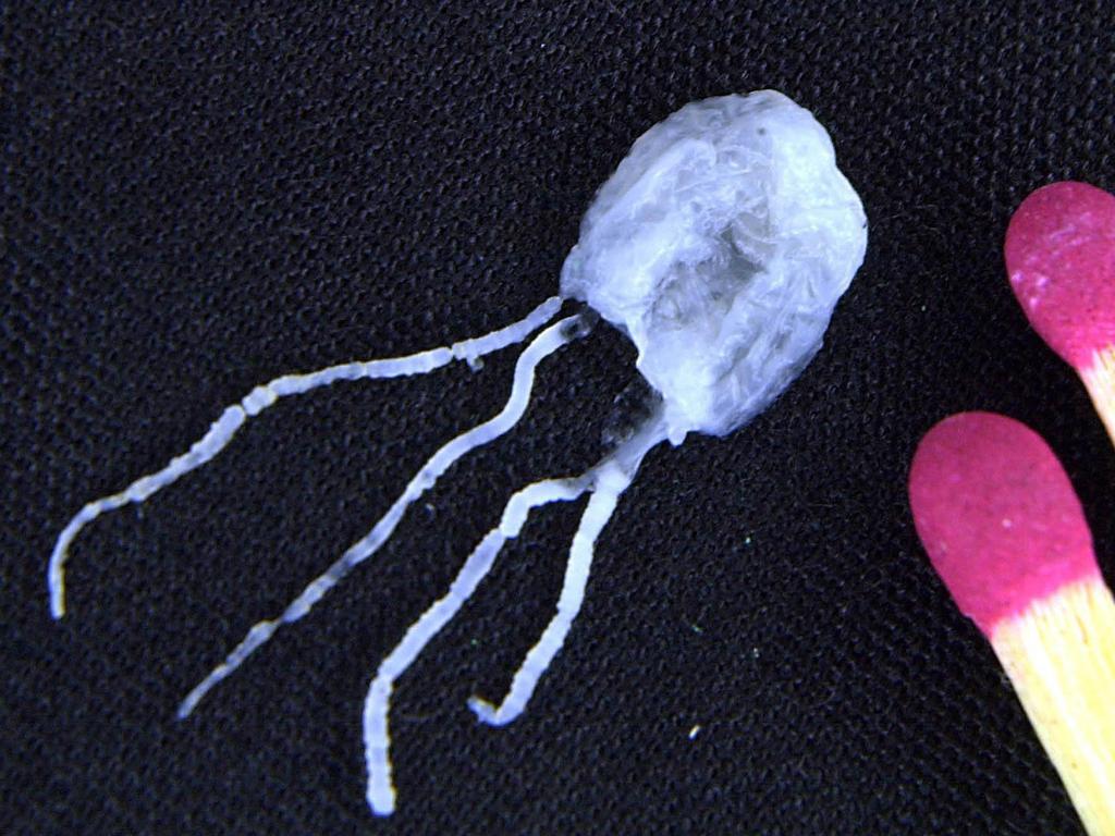 A tiny but fully grown deadly Irukandji jellyfish lies next to match sticks for size comparison at James Cook Univeristy in Cairns. Picture: Brian Cassey/AP