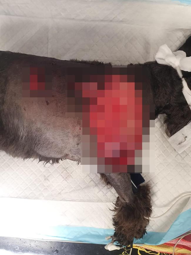 The dog was attacked near Bronte Beach.