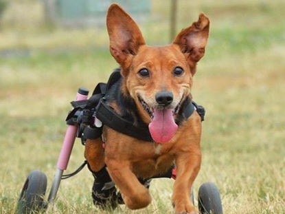 Lily-Rose, a corgi-dachshund cross, is one of the nearly 100 dogs sent to the Storybook Farm Sacred Animal Garden in Brisbane that is said to be unaccounted for. The rescue group who put through Lily a year of rehabilitation wants to know where she is. Picture: Puppy Tales Rescue and Rehoming, Inc.