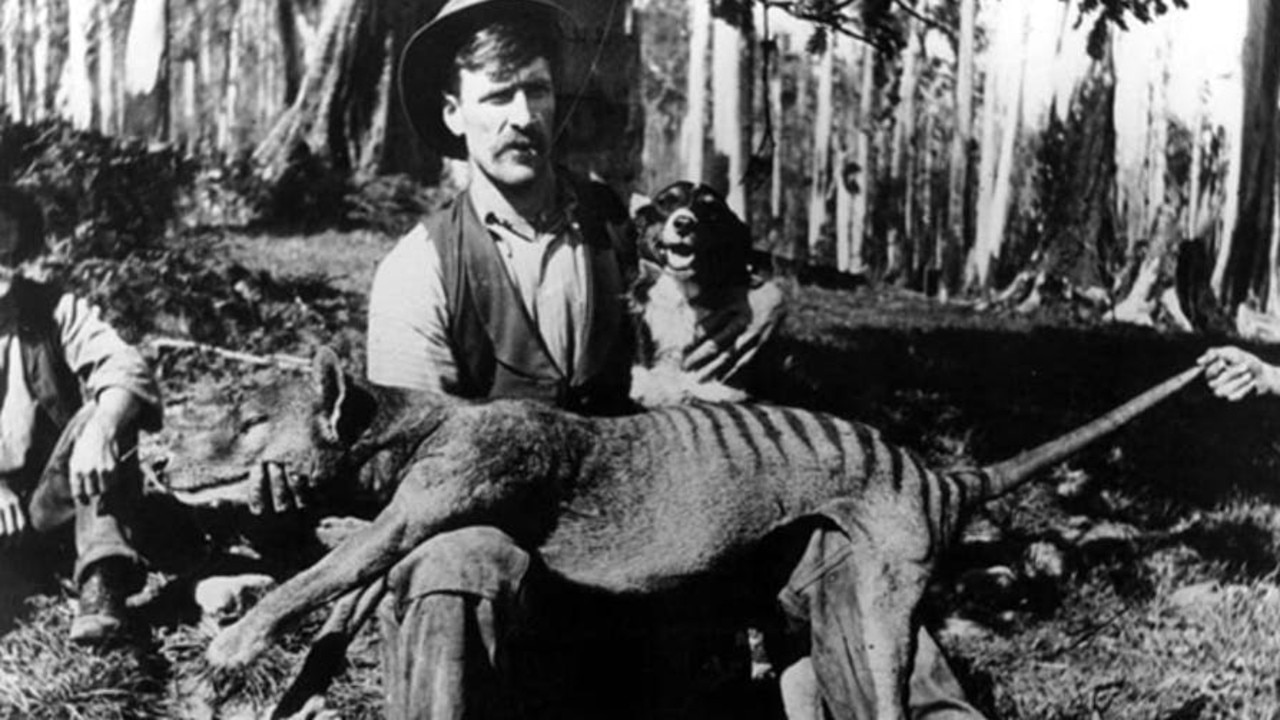 Shrinking Tasmanian tigers: resizing an Australian icon - Monash  Biomedicine Discovery Institute