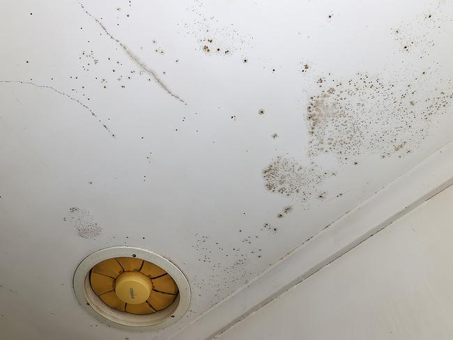 Mould can drop into the carpet when being cleaned from the walls and ceiling. Picture: Ian Currie