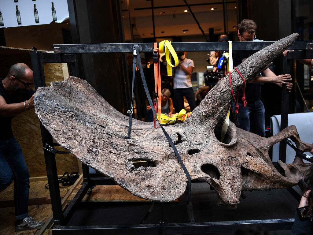 ‘Big John’, largest known triceratops skeleton, sold at auction | Daily ...