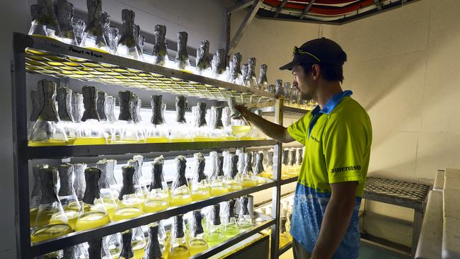 Ben Cameron of Cameron of Tasmania mixing micro-algaes to generate energy to grow oysters. Picture: Supplied.