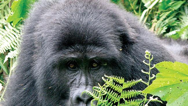 Getting close to mountain gorillas in Rwanda is pretty spesh! Picture: Supplied