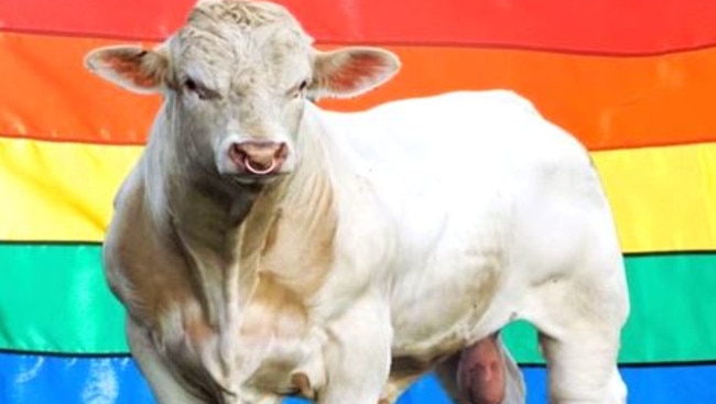 Confused ... Charolais Benjy the bull was set to be killed for allegedly being 'gay'. Turns out he may not be gay after all. Picture: YouTube