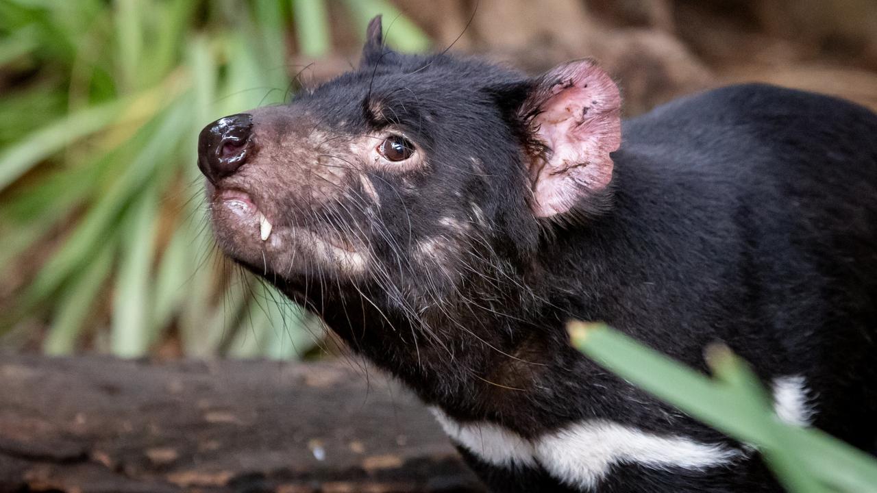 Zoos Victoria: Kyabram Fauna Park To Become Victoria’s Fourth Zoo ...