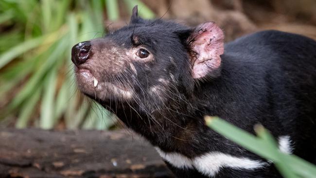 More than 600 animals are housed at the park, including Tasmanian devils. Supplied: Zoos Victoria