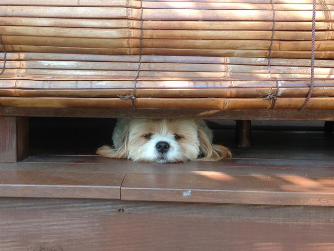 BUZZ: How could you! Buzz watches from his perch while his owners get in the car without him.