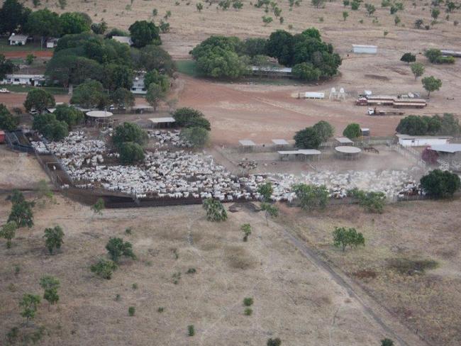 HUNDREDS of thousands dollars worth of horses have been shot at a remote Northern Territory station by members of a sporting shooters association. Pictures: Killarney Station.