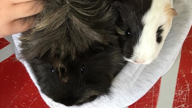 Cruncho and Hairyette the guinea pigs have been stolen from the Aldinga Beach B-7 School OSHC. Picture: supplied