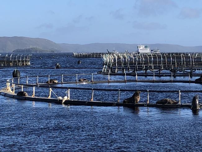 Salmon farming pens in Macquarie Harbour, Tasmania. Photo: Eloise Carr