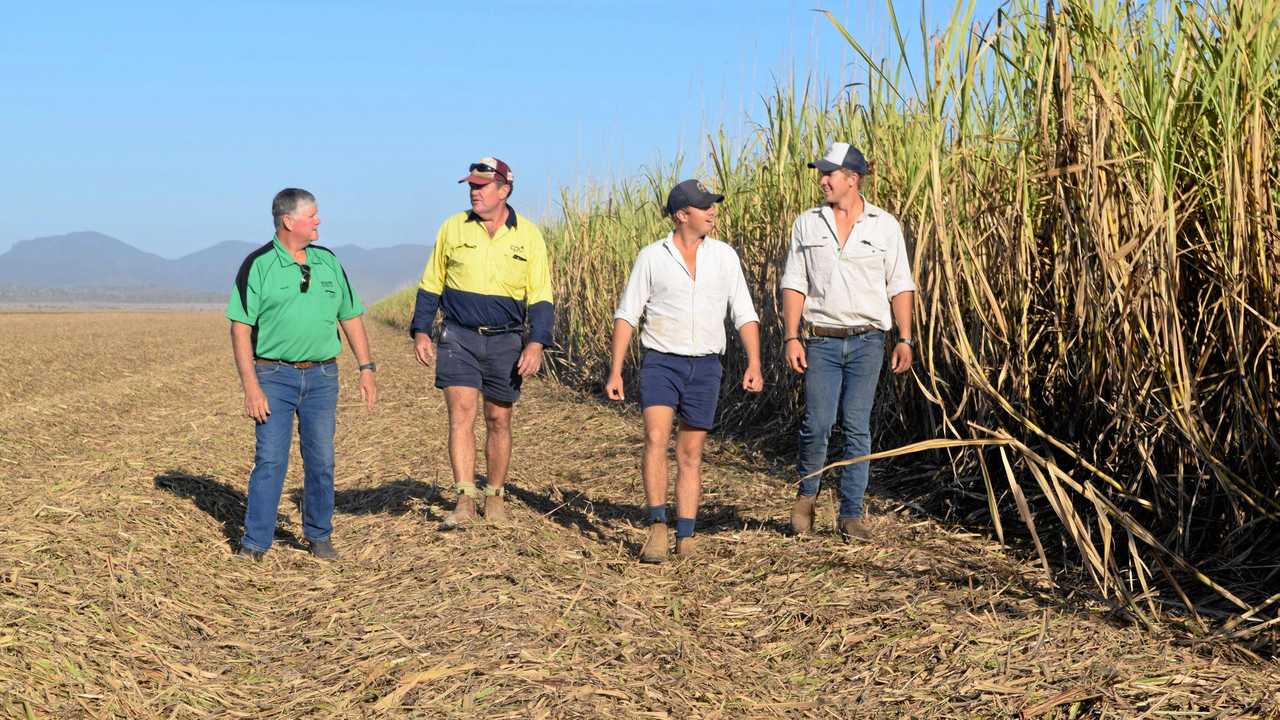 Farm manager Shane Butler, Peter Faust and sons Peter and Matt Faust walk through cane fields on their farm in Proserpine. Picture: Claudia Alp