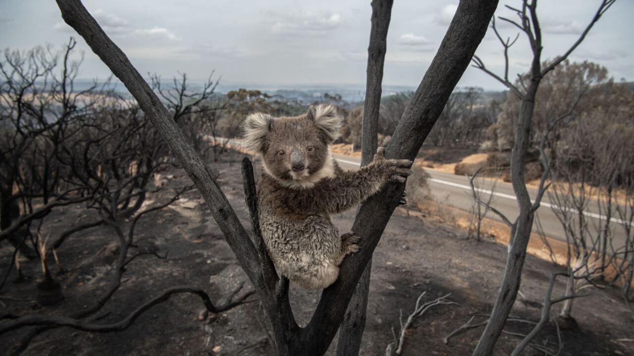 Koalas face possible extinction by 2050