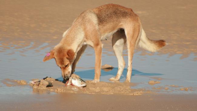 A dingo having a feed of fish on the beach at K’gari. Motorists visiting the island have been warned to slow down as young dingoes on the beaches are at higher risk of being hit.