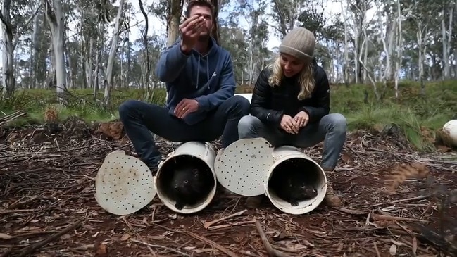 Chris Hemsworth helps return Tasmanian Devils to Australian mainland after 3000-year absence