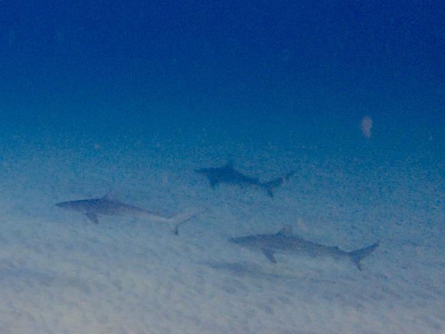 Dusky whaler sharks at Cabbage Tree Bay on the weekend. Picture: Elaine de Jager