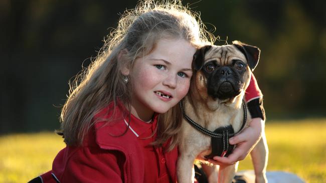 Toyuslin Berridge, 6, cuddles Glen Coco the Pug, who will participate in the upcoming Pug Run event. Picture: Robert Pozo