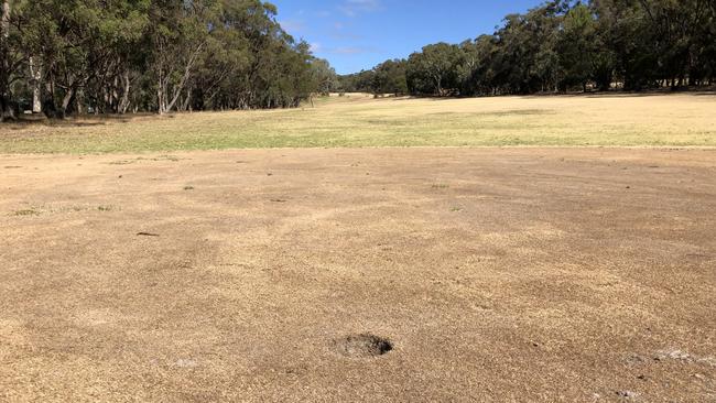 Dead grass on the Belair Golf Course.