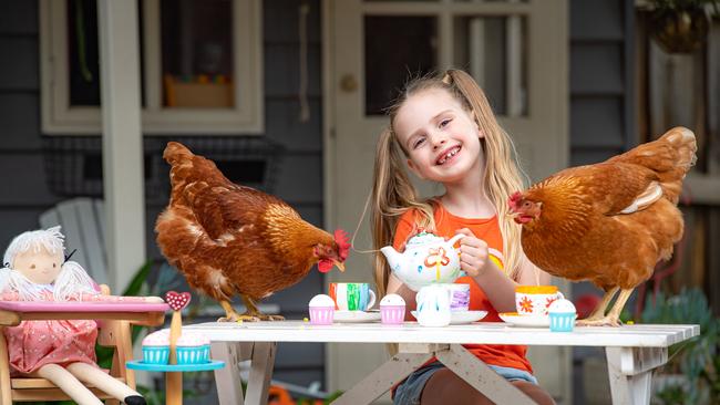 Ivy, 5, has playtime with chickens Waffles and Bobbie. Picture: Jason Edwards