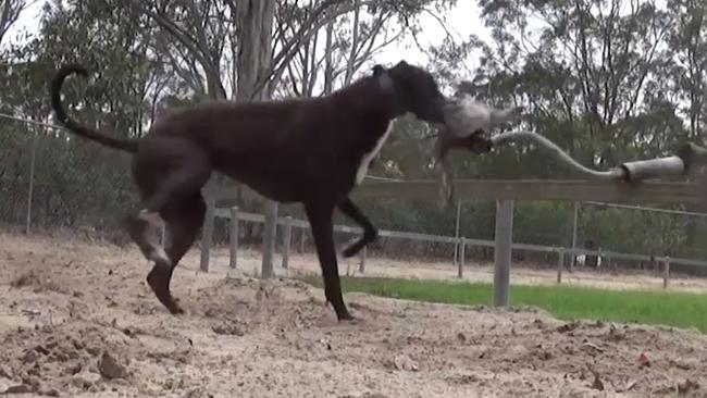 The shocking vision reveals the horrors of the illegal practice of live-baiting. Picture: ABC