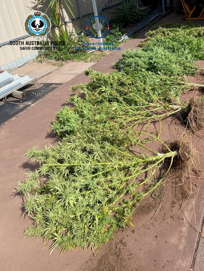 SA Police seized a large amount of cannabis from a home at Port Pirie West. Picture: SA Police
