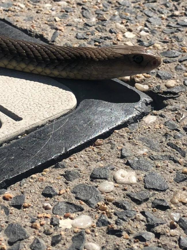 The highly venomous eastern brown snake Jamie Chapel caught in Townsville's CBD. Picture: Jamie Chapel