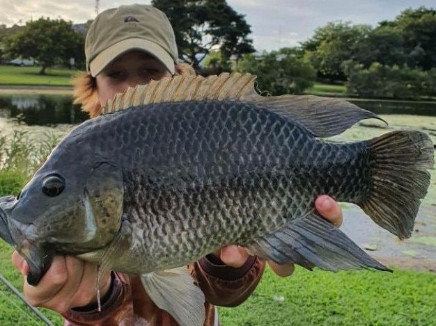 Dylan with a tilapia caught at the Mackay Gooseponds. Picture: Contributed