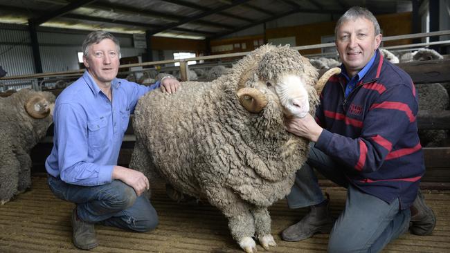 Glenara stays true to superfine Merino genetics | The Weekly Times