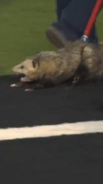 Possum dragged off field after storming football game