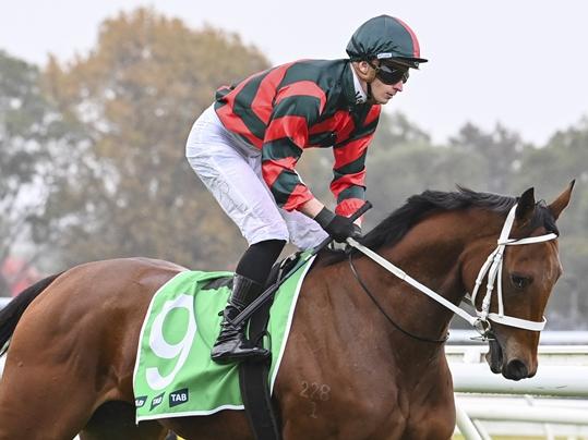 Lady Shenandoah is a great chance to break through in the Ming Dynasty Quality at Rosehill. Picture: Bradley Photos