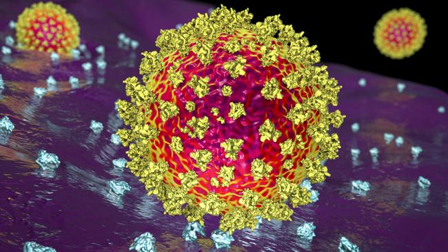 The SARS-CoV-2 virus binding to ACE2 receptors on a human cell - the initial stage of a Covid infection. Picture: iStock