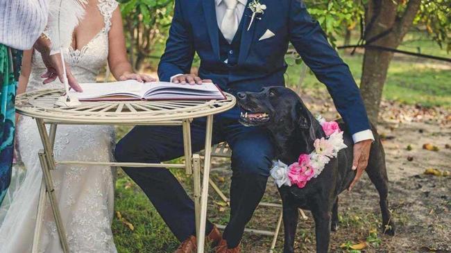 A DOG&#39;S LIFE: Amy and Tristian Wright adopted Echo and decided to make her part of their recent wedding ceremony.