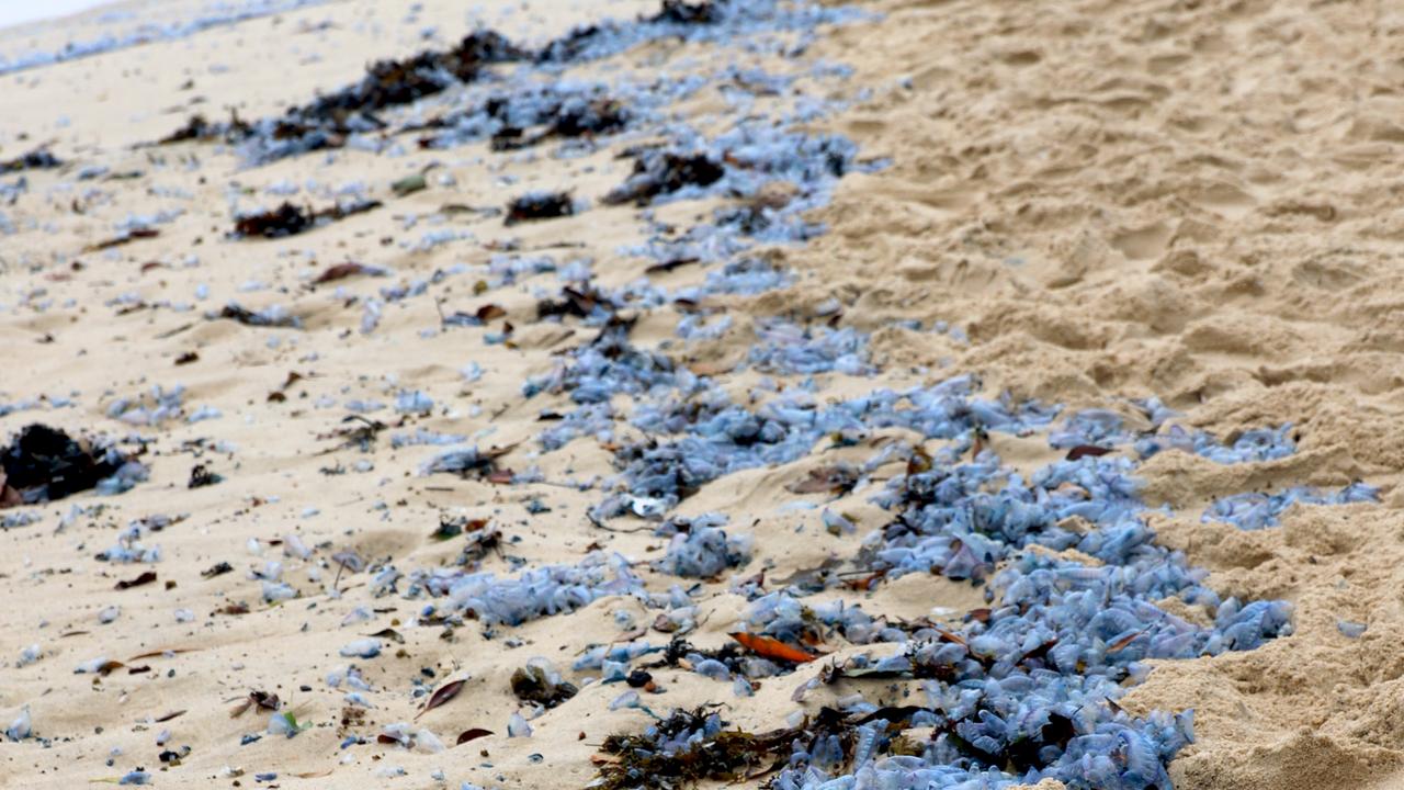 Bluebottle jellyfish hit Australian beaches in 'gobsmacking abundance' -  ABC News