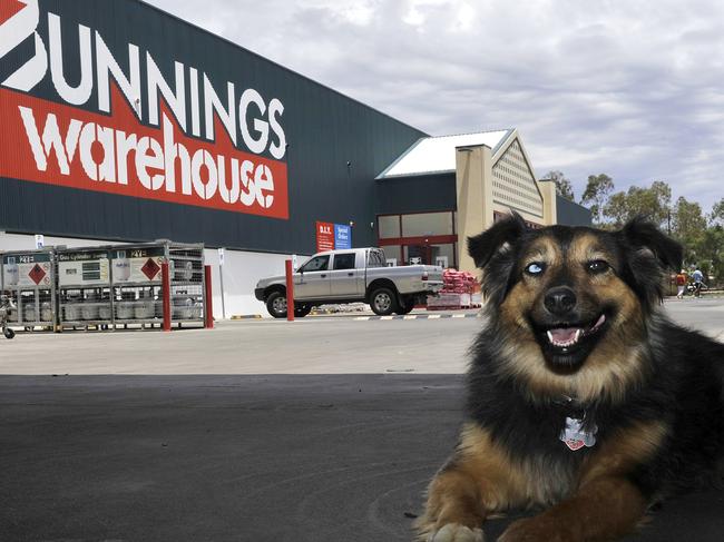 Avalanche the dog cools down in the lumber shed entrance at Bunnings in Alice Springs. Bunnings  Dogs may be once again allowed to enter Bunnings nation wide pending an on-going review of the recent dog attack in Melbourne.