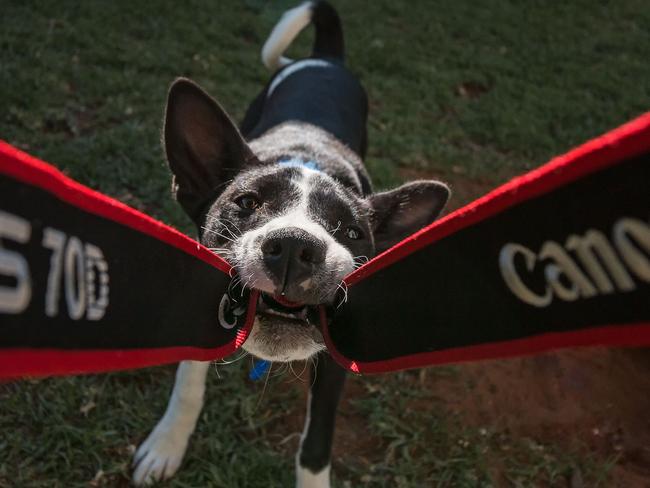 Means well: Basenji puppy Jack, 20 weeks, loves the camera and even offers to “help