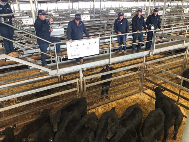 Selling underway at today’s Wodonga store cattle sale. Picture: Fiona Myers