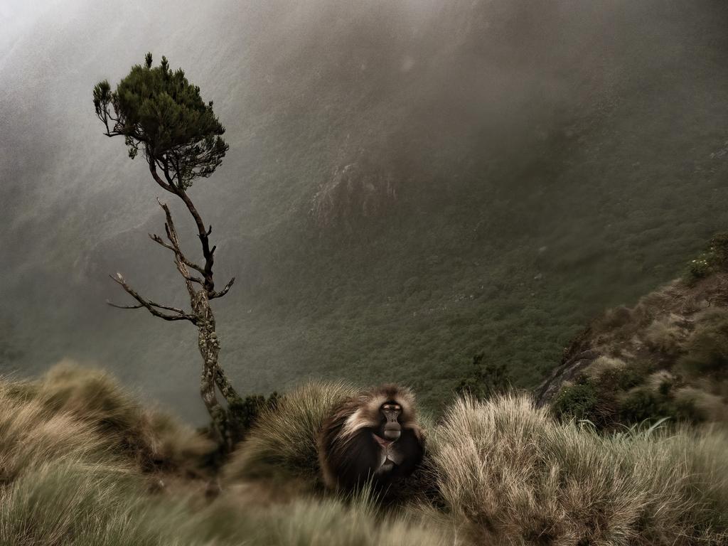 A drenched gelada monkey looks on by the cliff edge in a moment of tranquillity during a thunderous rainstorm at Guassa, 3650m above sea level, deep in the Ethiopian highlands. Picture: Bing Lin/TNC Photo Contest 2023