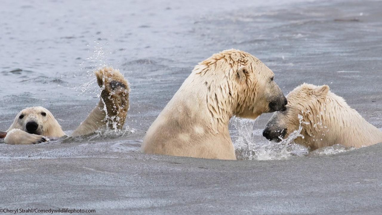 This was one of the finalists in the 2021 Comedy Wildlife Photography Awards. Picture: Comedy Wildlife Awards