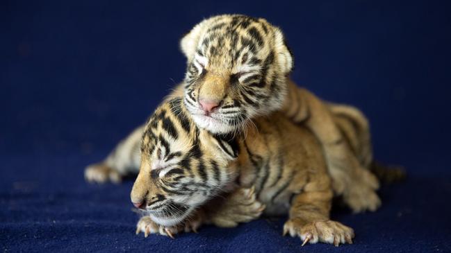 Two cute tiger cubs were recently born at the Coomera theme park.