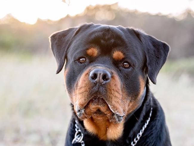 Peta Paddison says Oskar is only 10 months old and is the most amazing dog, a real “gentle giant”. He goes everywhere with her human family and loves everyone.
