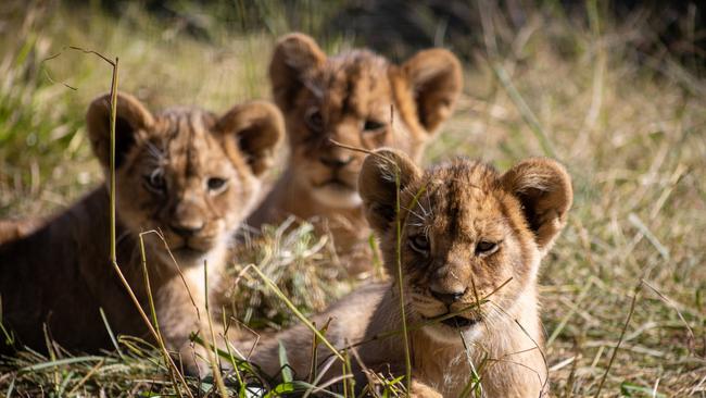 Three lion cubs have officially made their public debut at Taronga Western Plains Zoo in Dubbo.