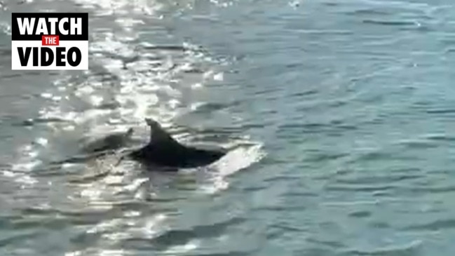 Dolphins spotted in the canals of Venice