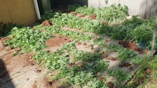 Detectives searched a home in Torrensville and located more than 400 cannabis plants, almost 40kg of dried cannabis and hydroponic equipment. Pic: SAPOL