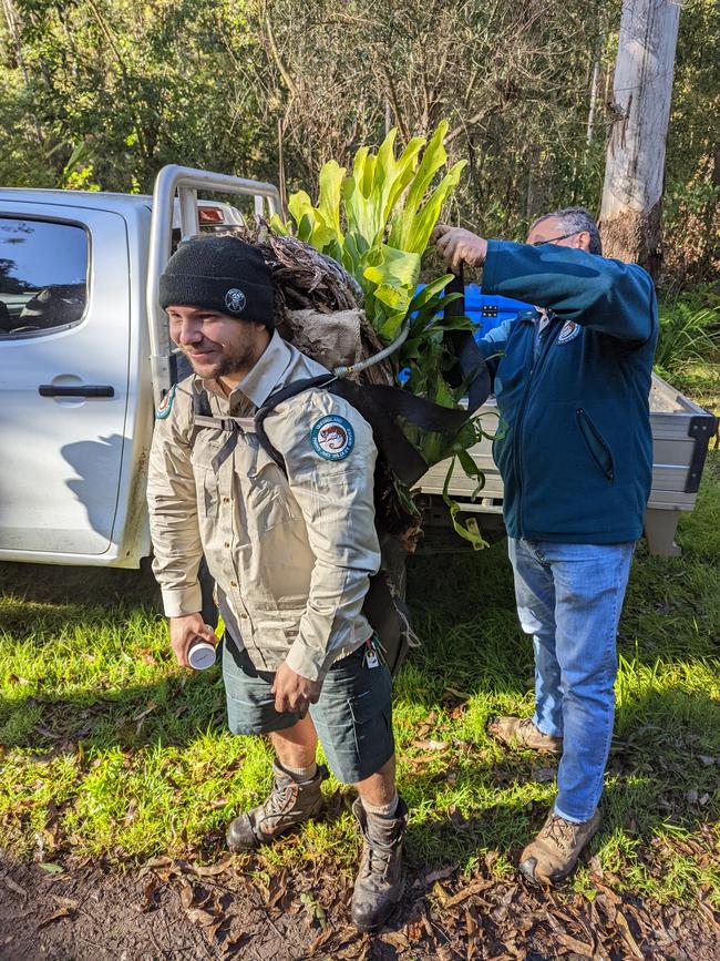 Ranger Jackson and the staghorn