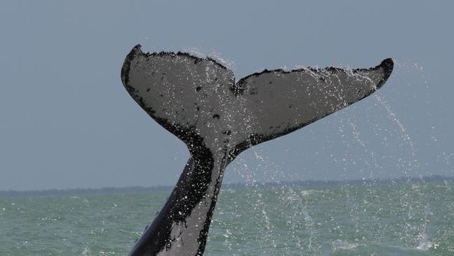 ‘Humpy’ the humpback whale returned to the Kakadu river last week. Picture: Dr Carol Palmer