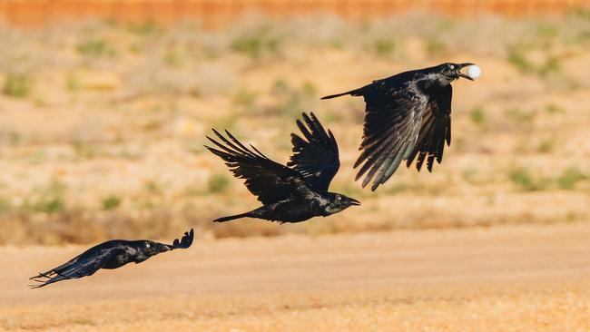 Birdsville Dunes Golf Club hosted the first round of the Outback QLD Masters. Crows proved a hazard stealing several golf balls. Photo - Reuben Nutt