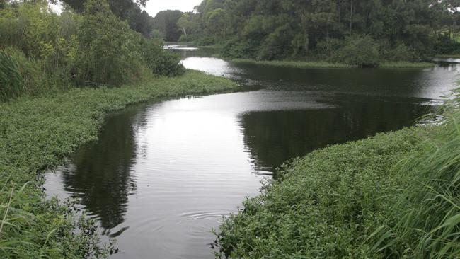 The Rockdale wetlands that are under threat.