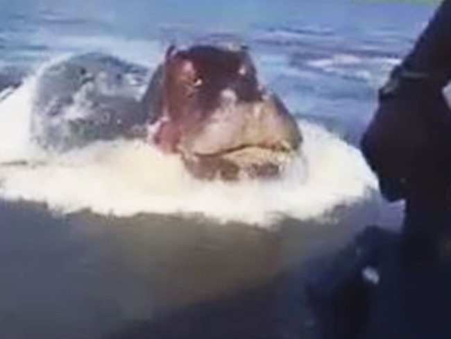 Move over Jaws ... the hippo emerges from the Chobe river.