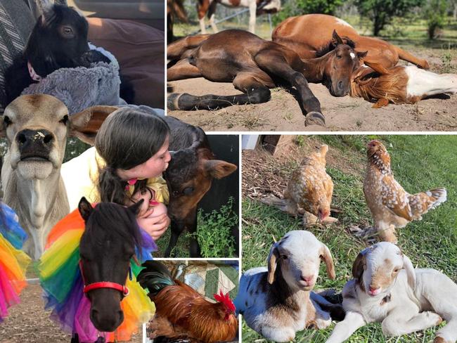 Chickens, calves, ponies: Where is Burnett’s most adored farm animals