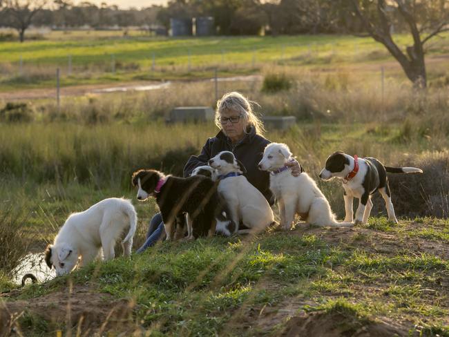 Getting ready for work … trainer and breeder Carolyn Hudson with the border collies from Muster Dogs season two. Pic Ben Emery